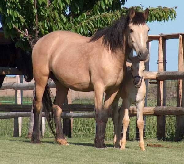 Balikun Horse